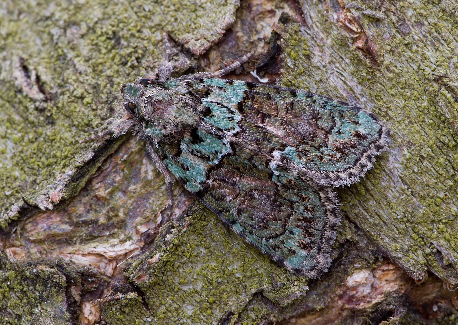 Cryphia algae