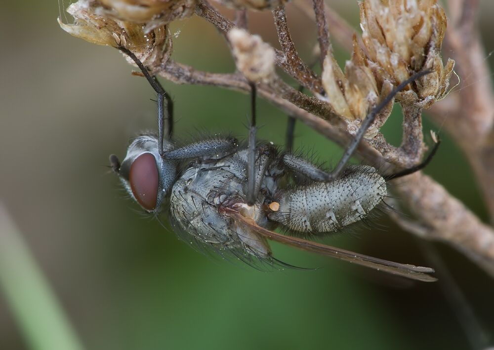 Leucophora personata