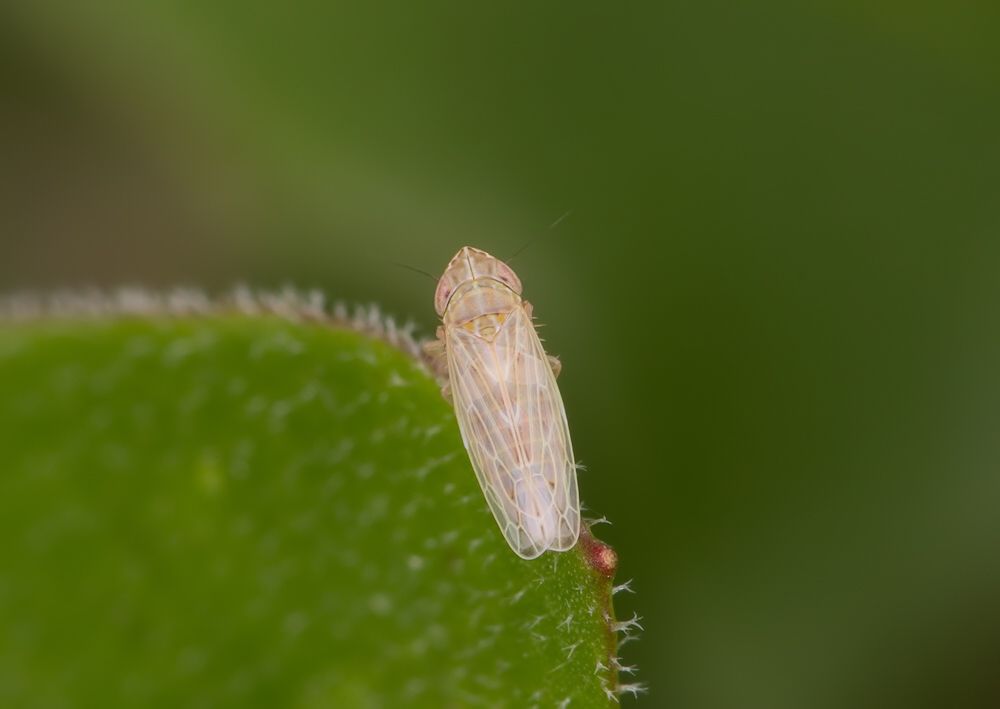 Psammotettix sp.