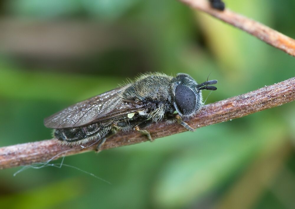 Pipiza lugubris