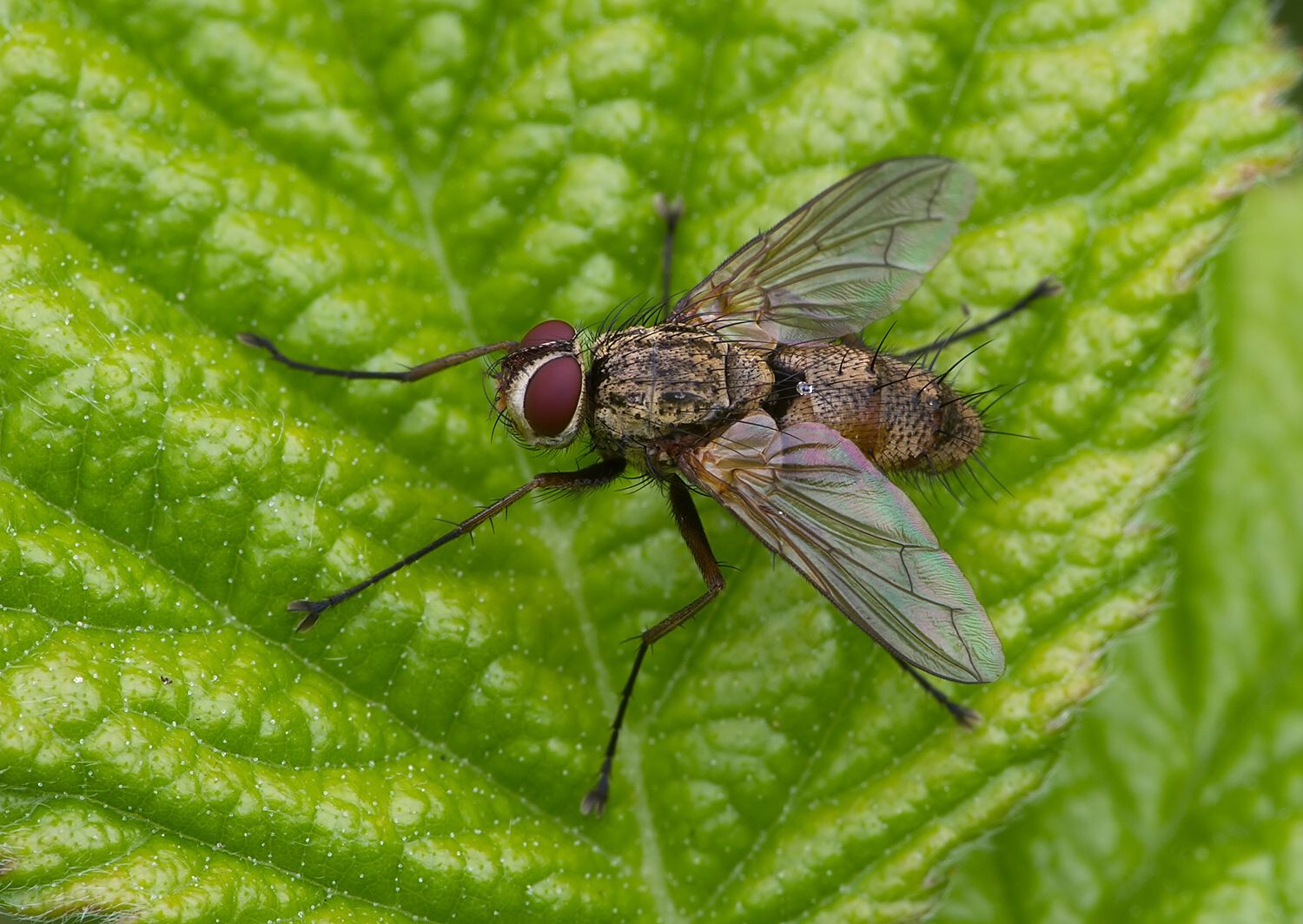 Dexiosoma caninum