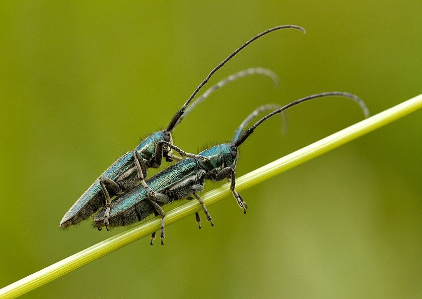 Agapanthia intermedia