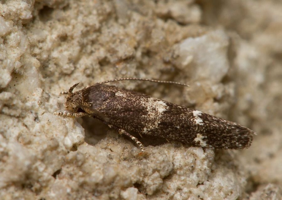 Mompha subbistrigella