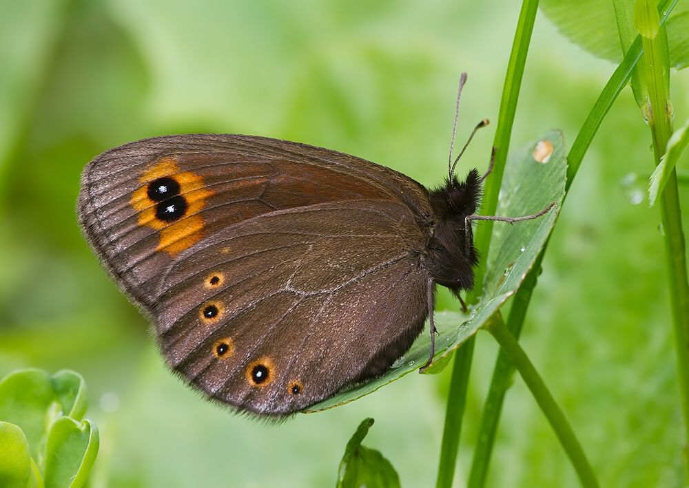 Erebia medusa