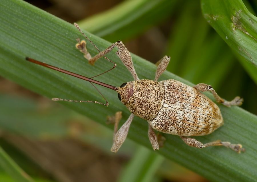Curculio pellitus