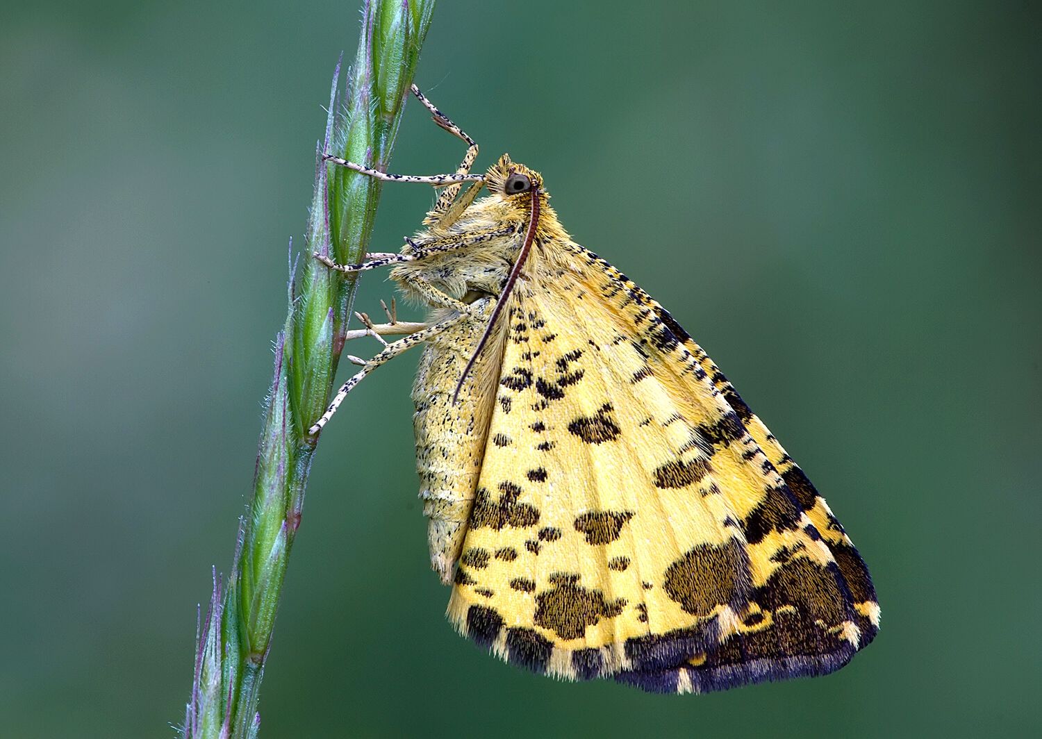 Pseudopanthera macularia
