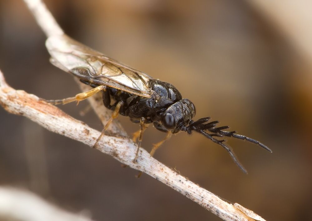 Cladius pectinicornis