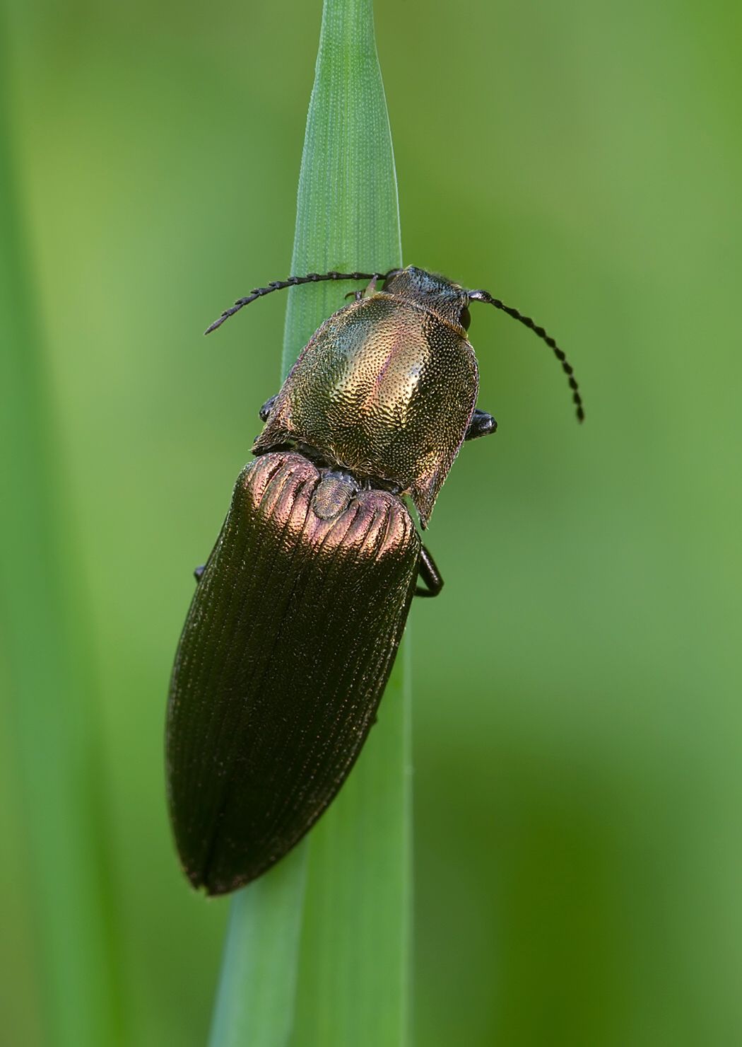 Ctenicera pectinicornis