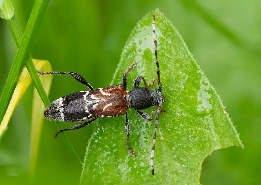 Anaglyptus mysticus