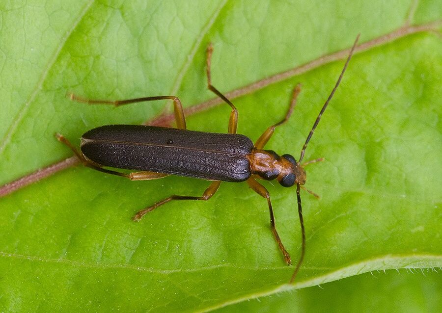 Nacerdes carniolica
