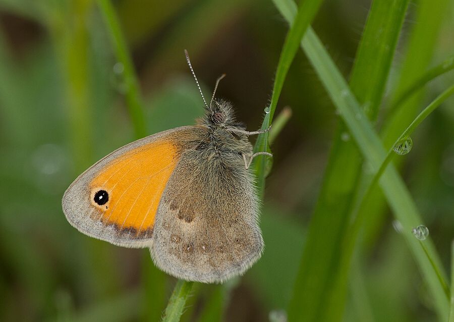 Coenonympha pamphilus (očkáň pohánkový)