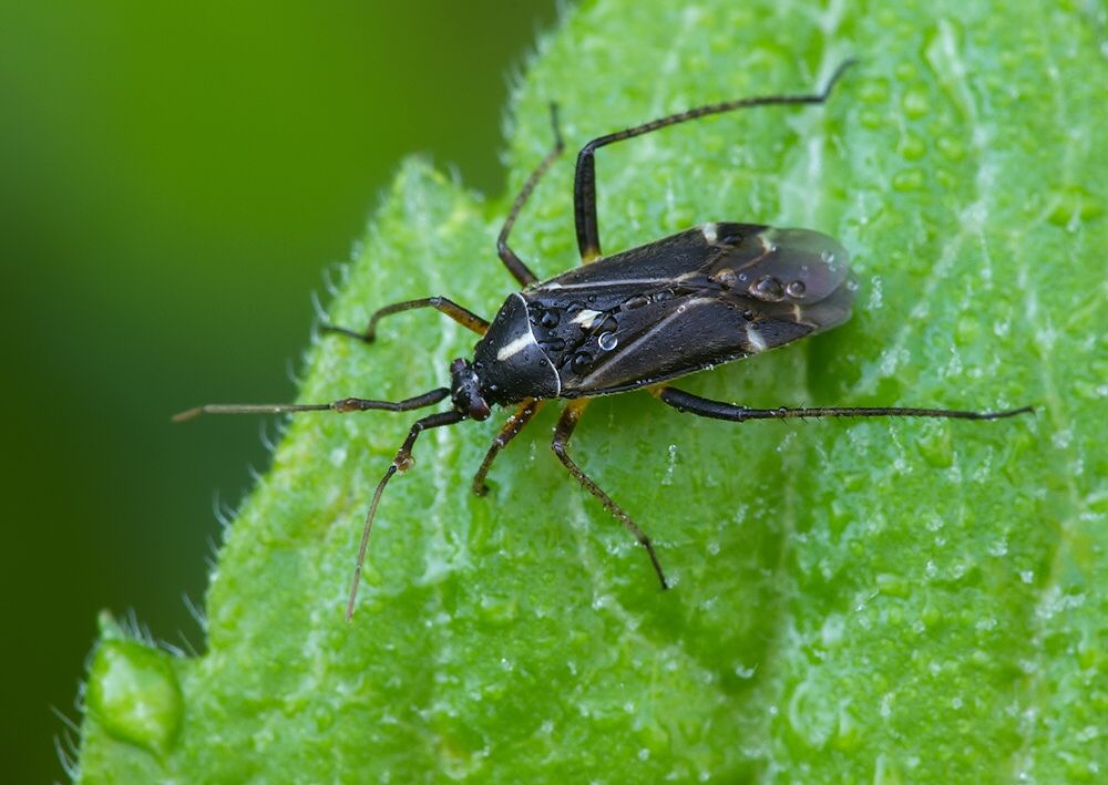 Harpocera thoracica