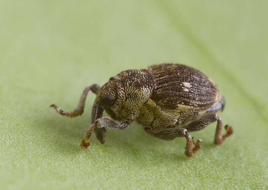Nedyus quadrimaculatus