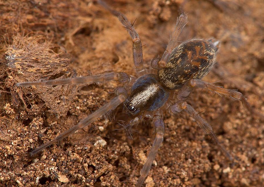 Histopona torpida