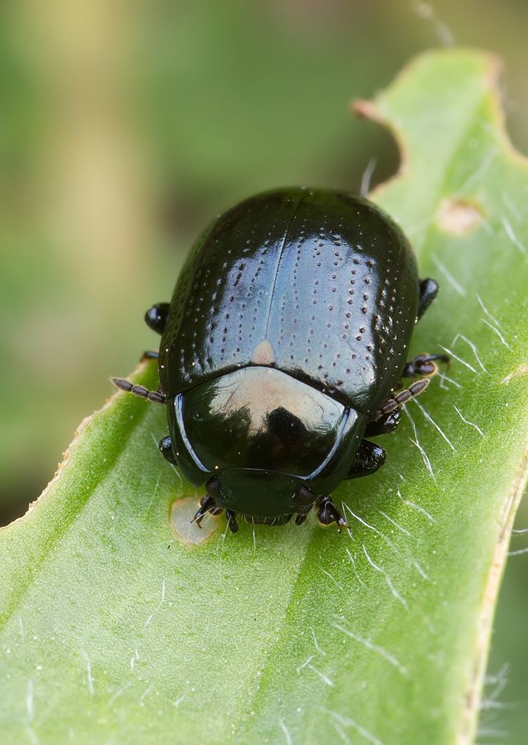 Chrysolina oricalcia