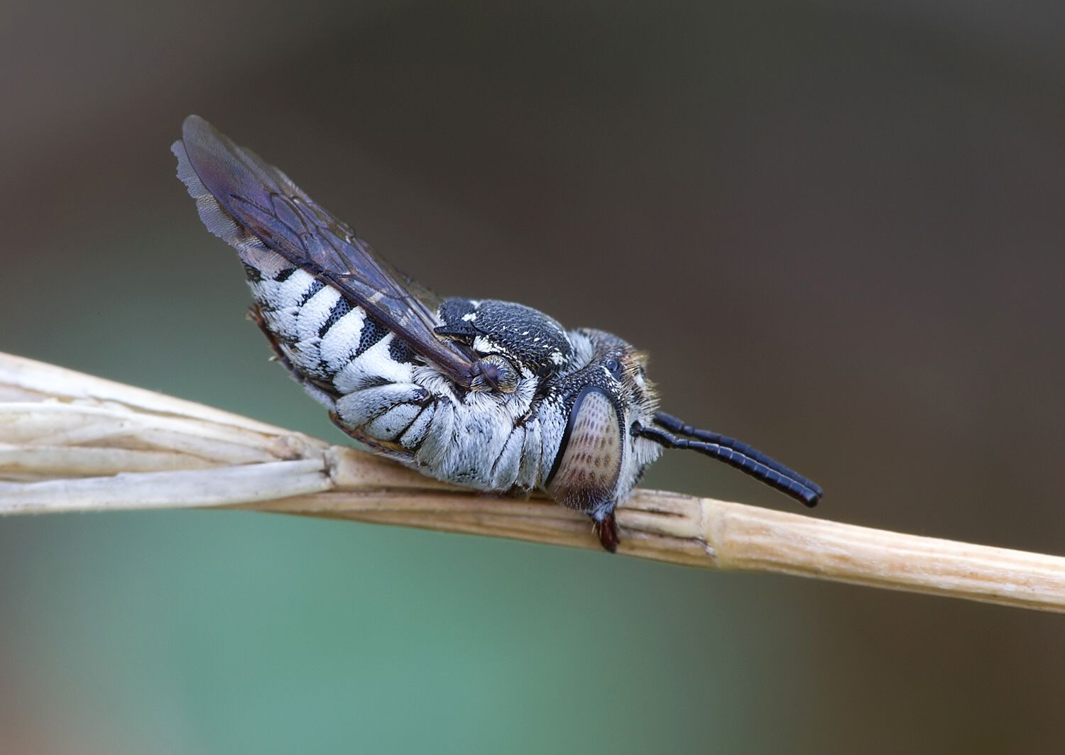 Coelioxys afra