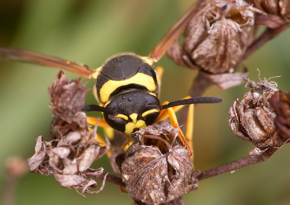 Eumenes coronatus