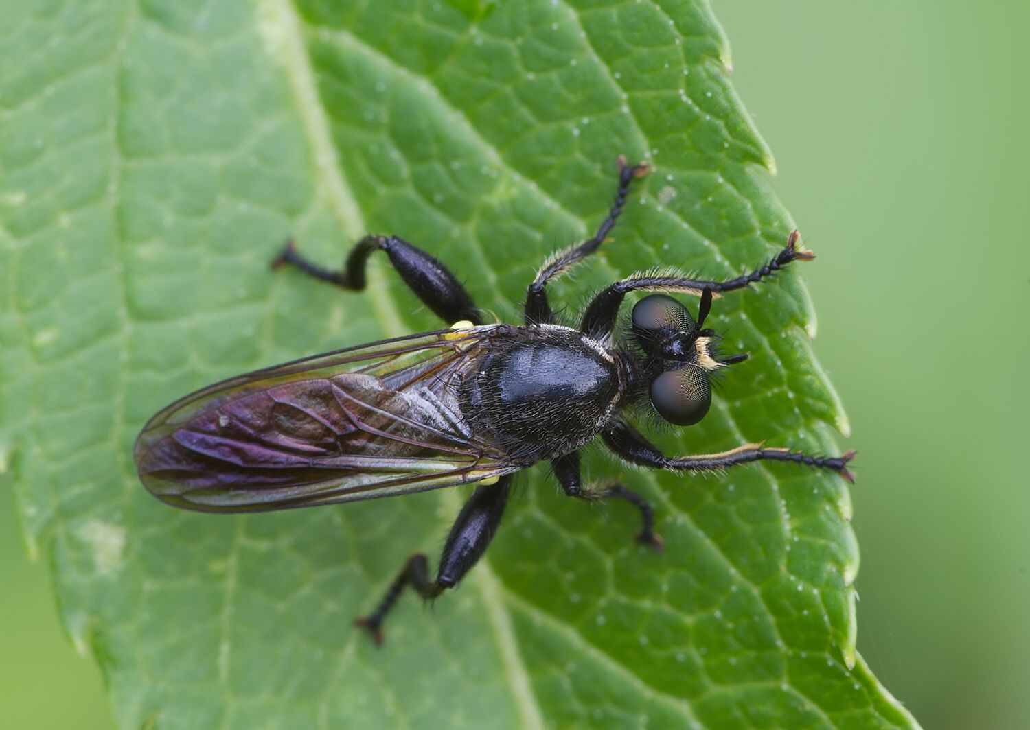 Choerades marginata