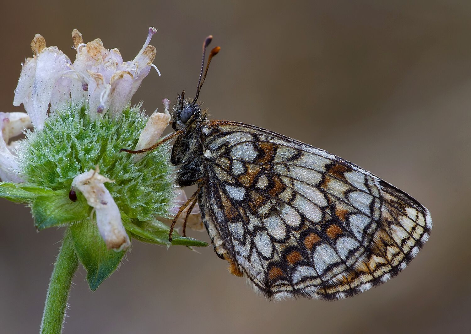 Melitaea athalia