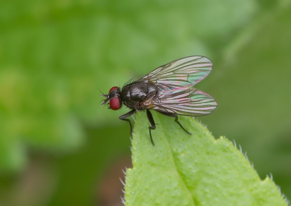 Emmesomyia socia