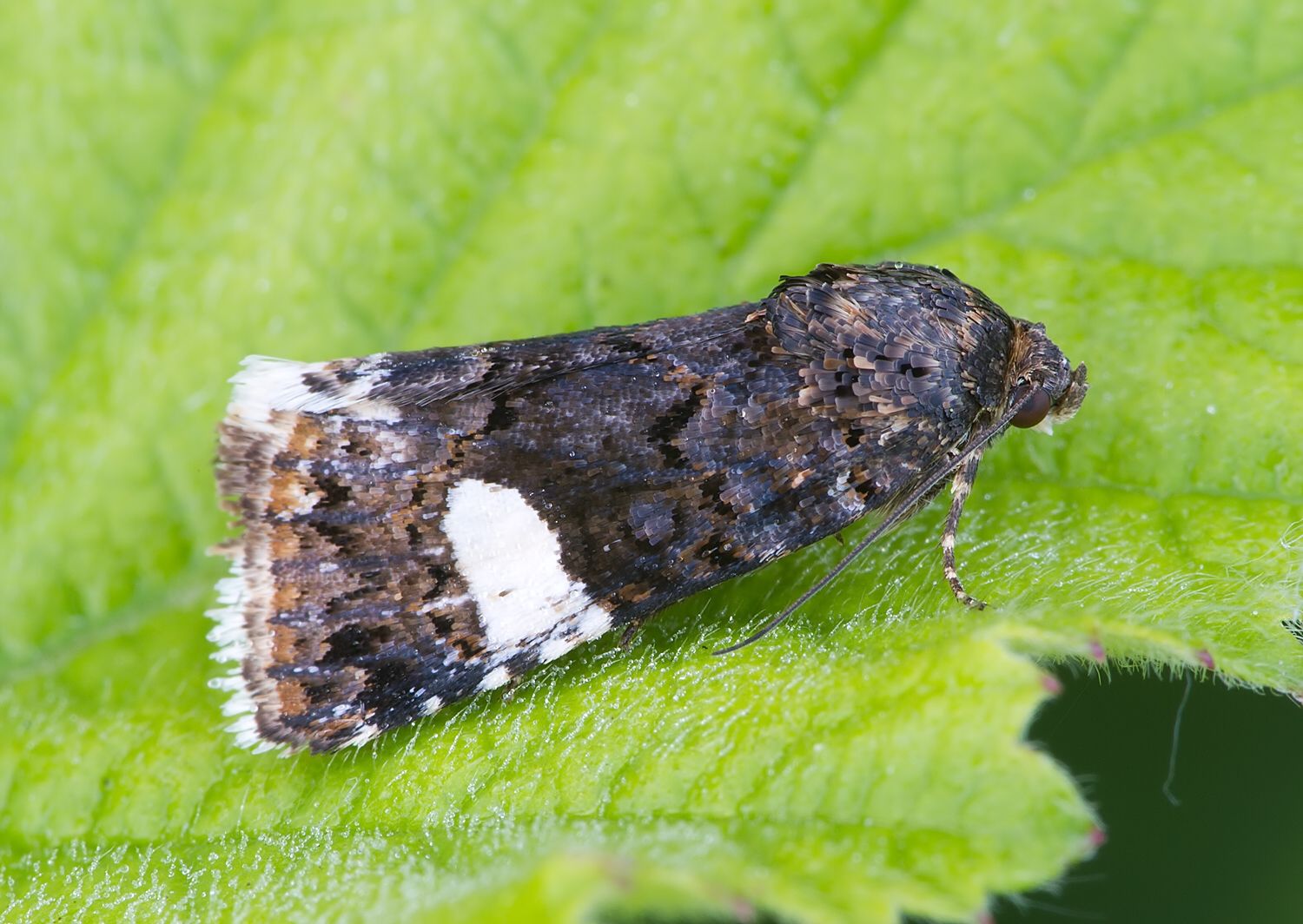 Tyta luctuosa