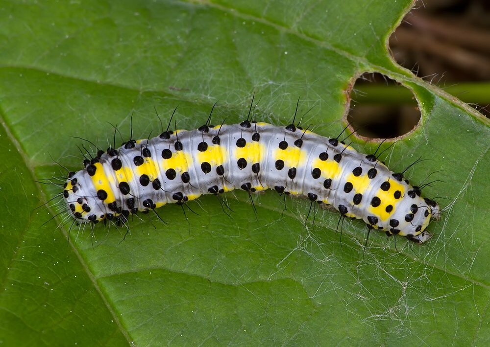 Diloba caeruleocephala