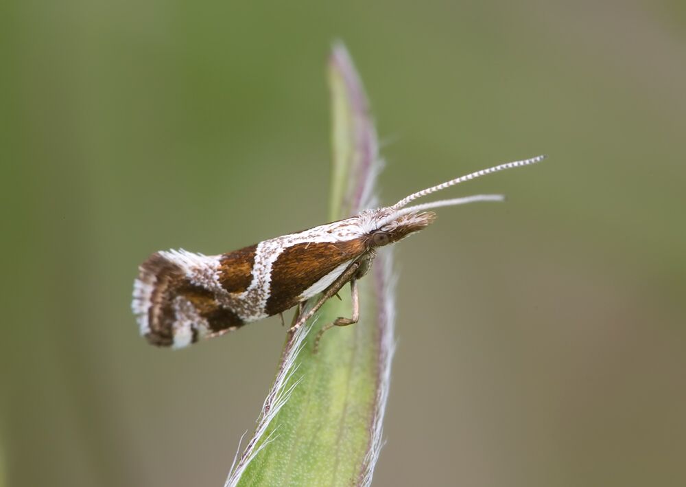 Rhigognostis hufnagelii