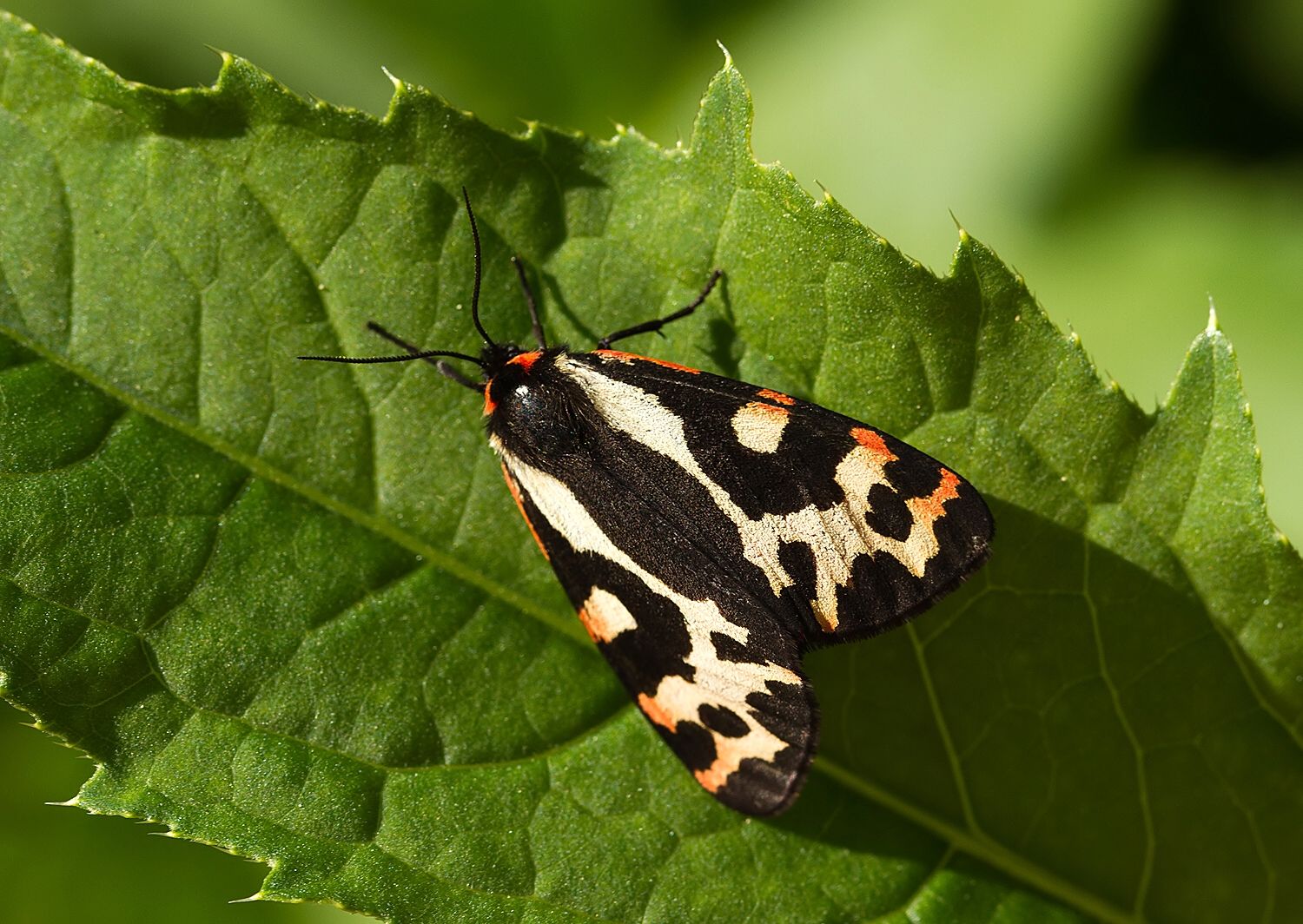 Parasemia plantaginis