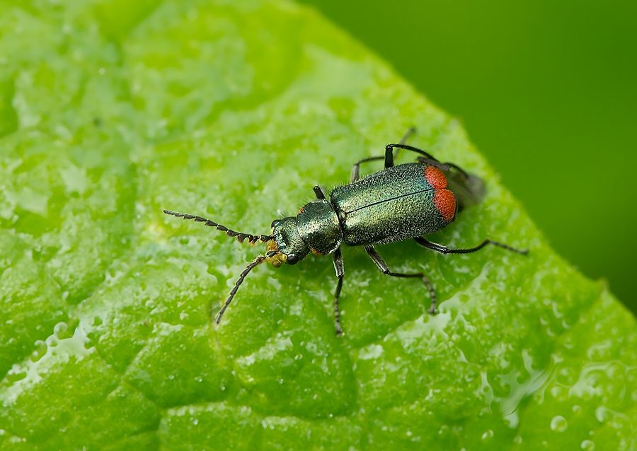 Malachius bipustulatus