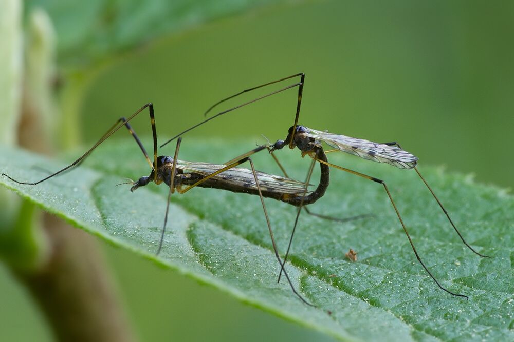 Limonia maculipennis