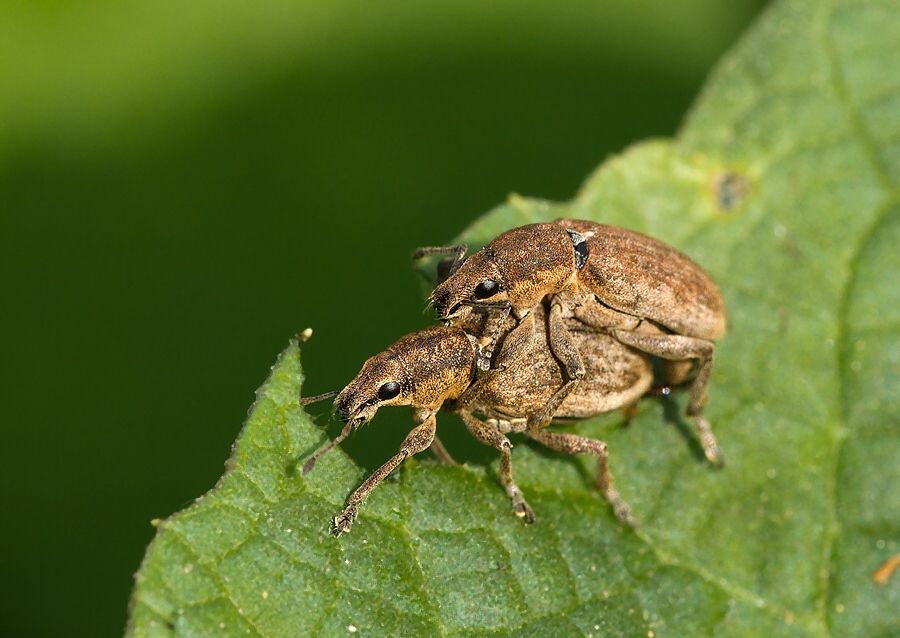 Tanymecus palliatus
