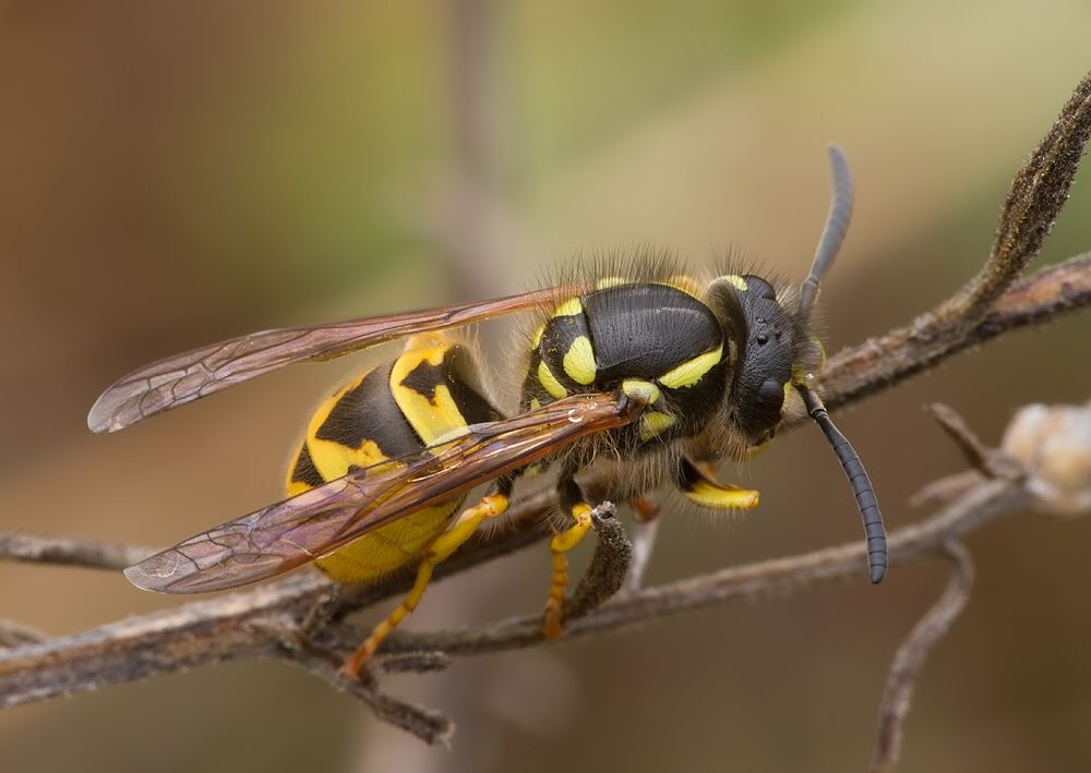 Vespula germanica