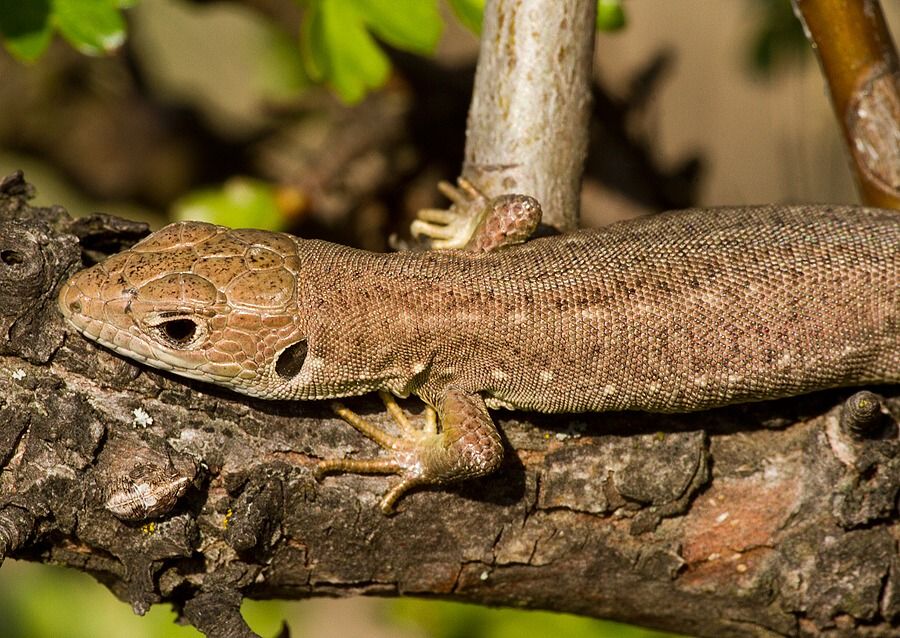 Lacerta viridis