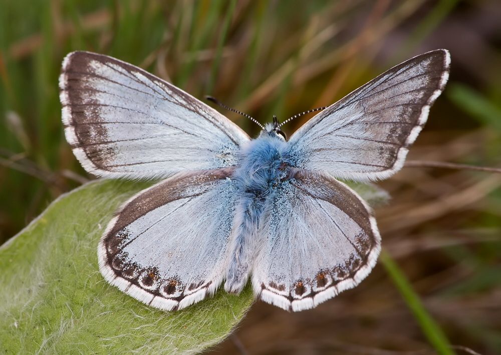 Polyommatus slovacus