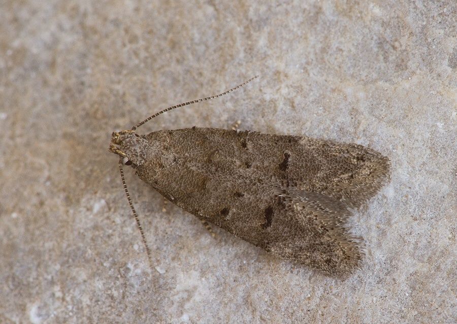 Teleiodes vulgella