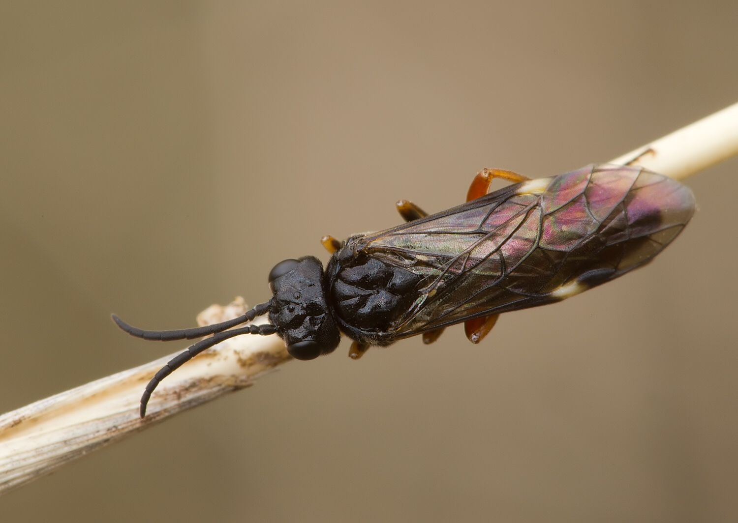 Allantus didymus
