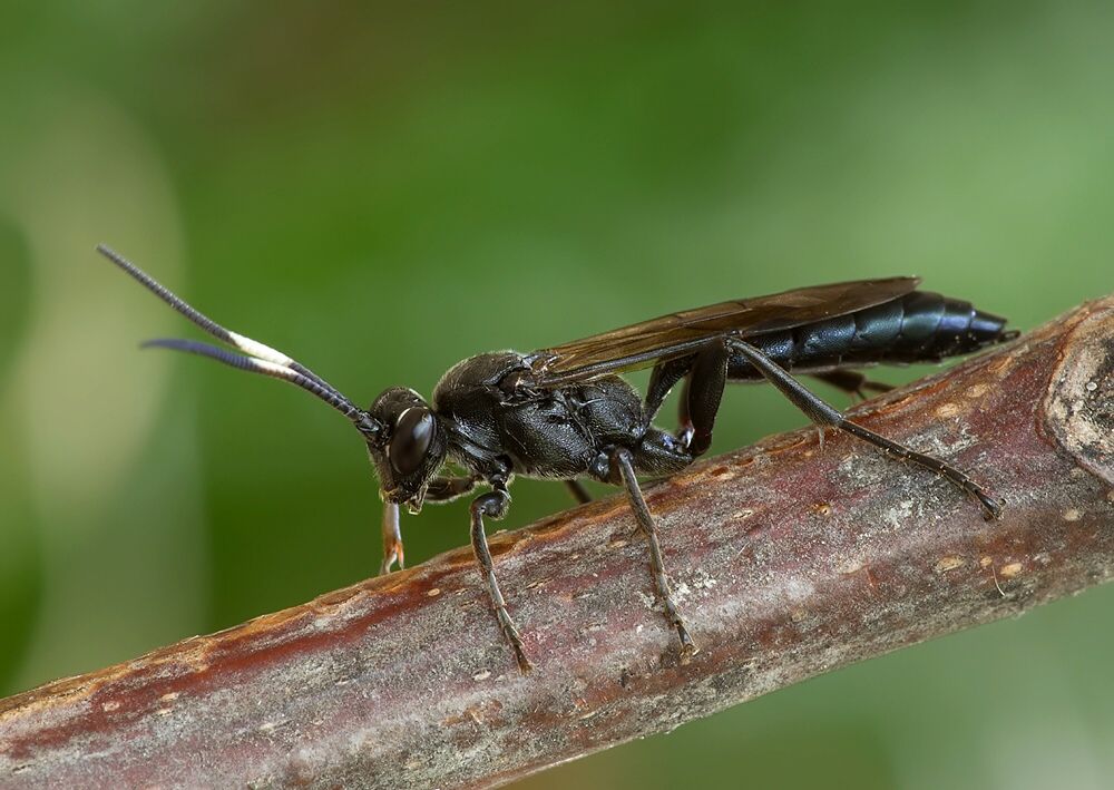 Patrocloides sputator