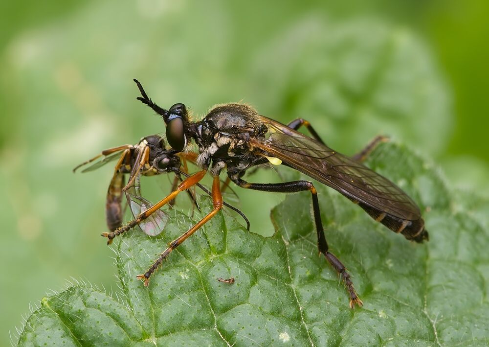 Dioctria rufipes