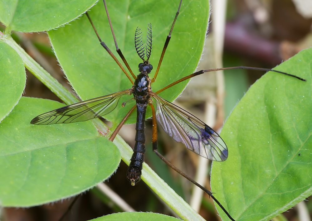 Dictenidia bimaculata