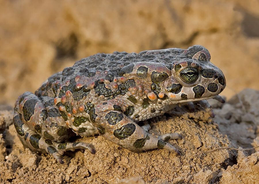 Pseudepidalea viridis