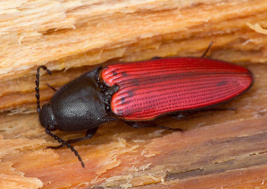 Ampedus sanguineus