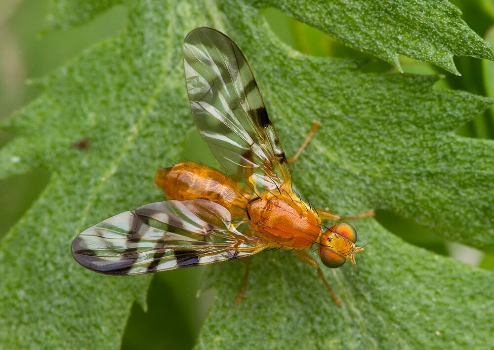 Acidia cognata