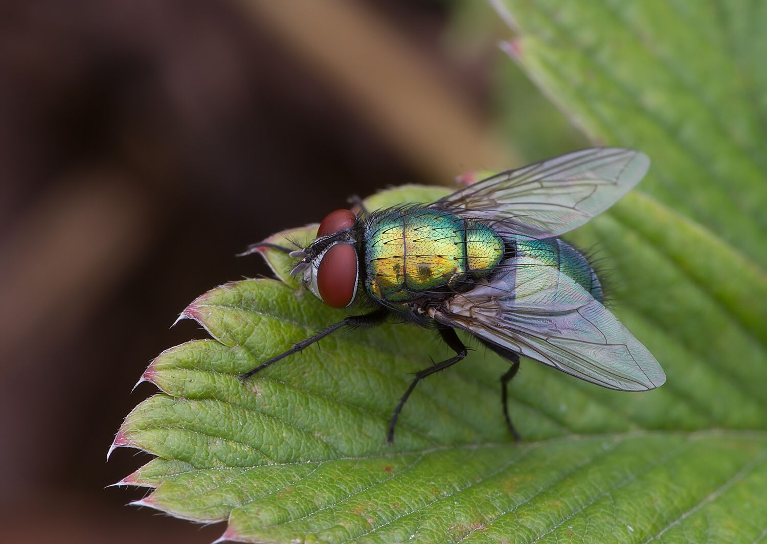 Lucilia sericata
