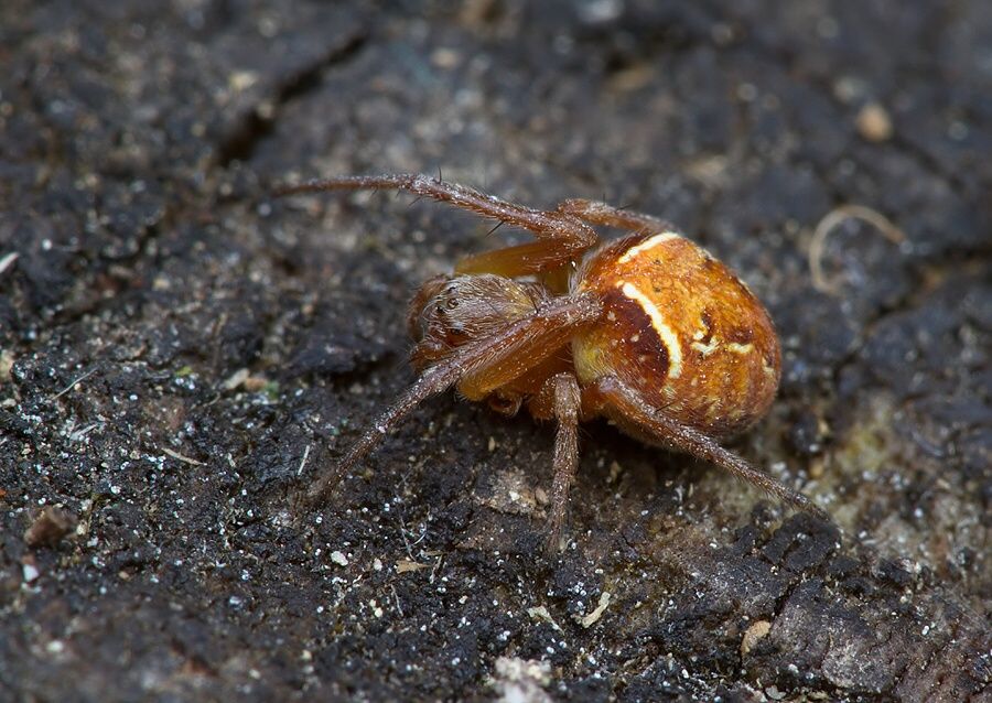 Araneus sturmi