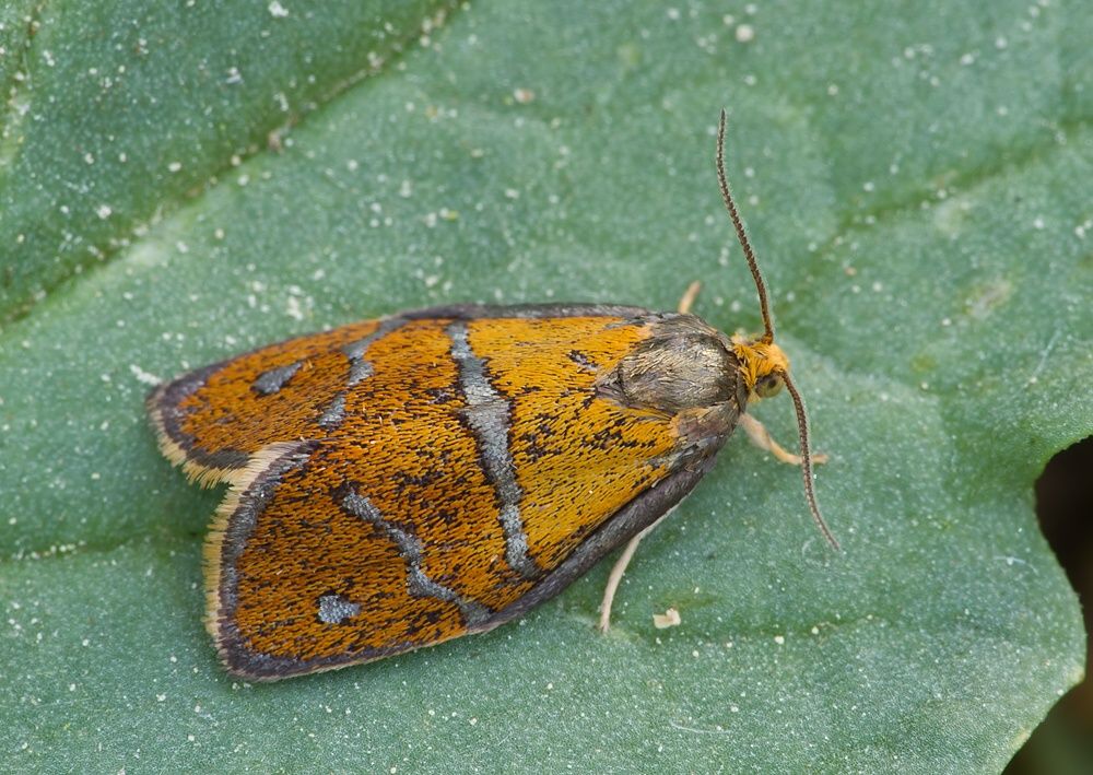 Ptycholoma lecheana