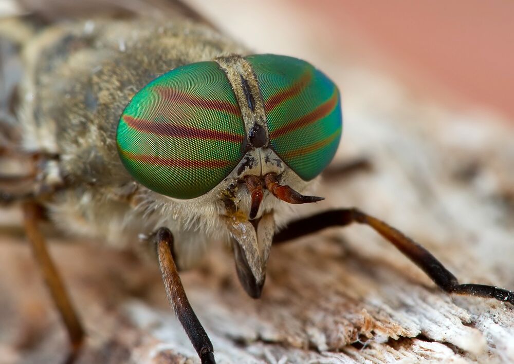 Tabanus tergestinus