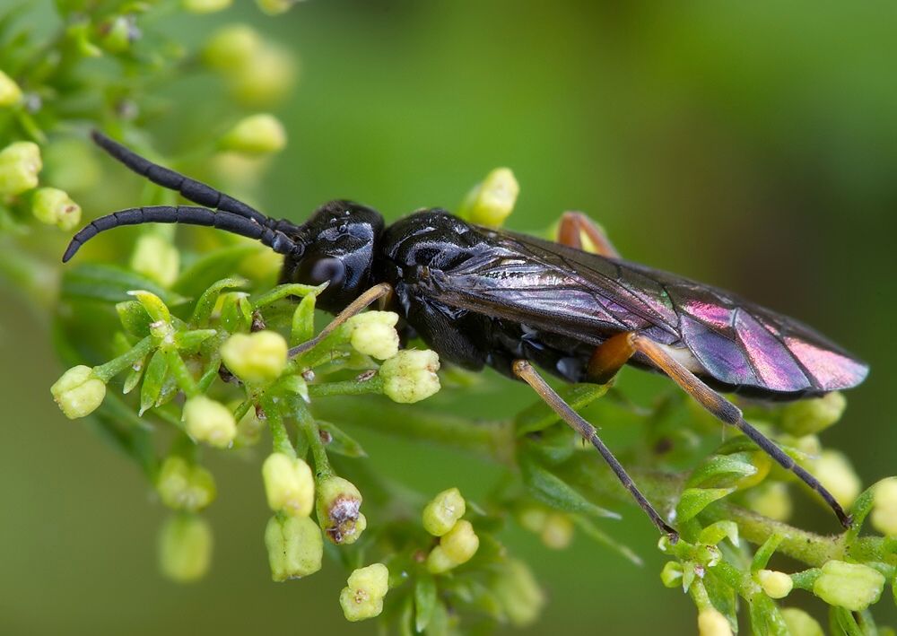 Allantus balteatus