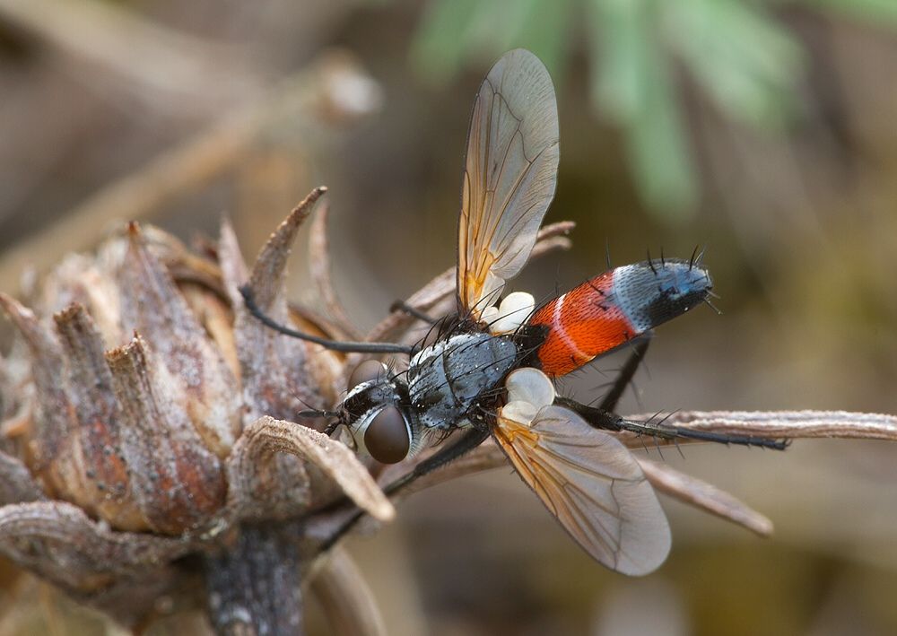 Cylindromyia brassicaria