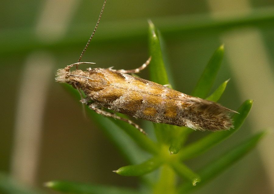 Aristotelia decurtella