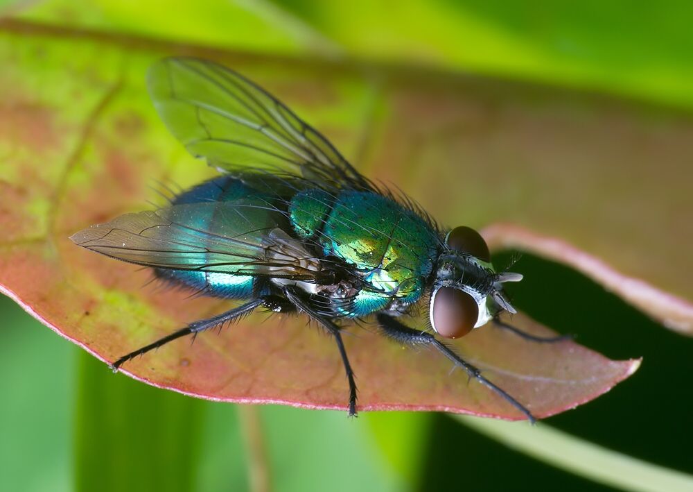 Lucilia silvarum